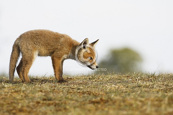 Fox