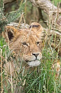 African Lion (young)