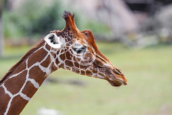 Giraffe portrait