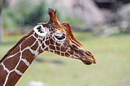 Giraffe portrait