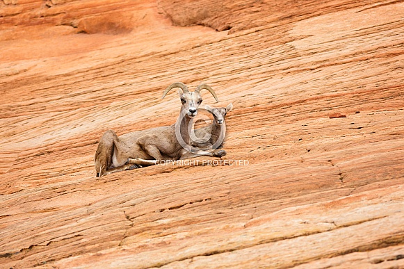 Desert Bighorn Sheep
