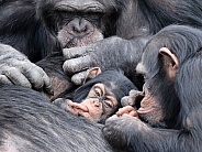 Chimpanzee (Pan troglodytes)