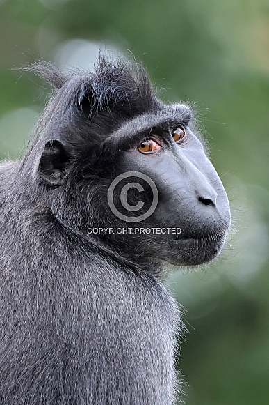 Crested Macaque (Macaca Nigra) Crested Macaque (Macaca Nigra)