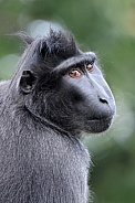 Crested Macaque (Macaca Nigra)
