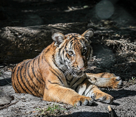 Malayan tiger cubs