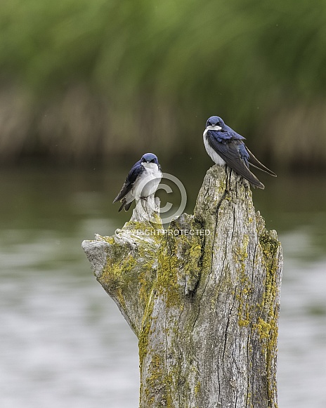 A Tree Swallow Pair on an old Tree Stump A Tree Swallow Pair on an old Tree Stump