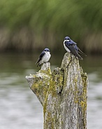 A Tree Swallow Pair on an old Tree Stump