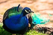 A male Peacock
