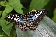 Clipper butterfly