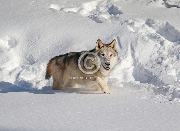 Wolf in heavy snow