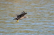 White tailed eagle or European Eagle