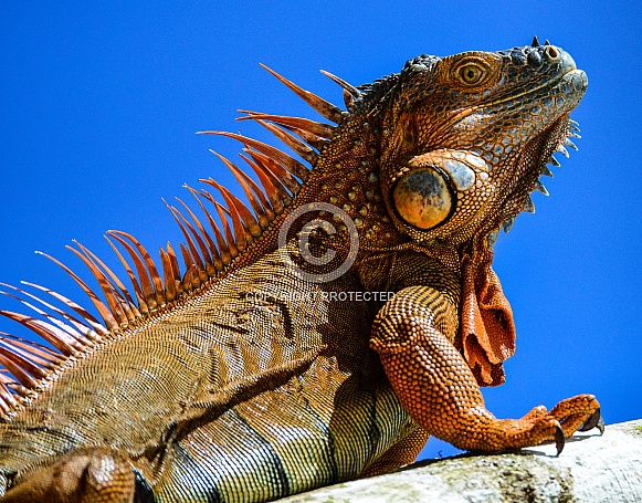 Iguana, in the Sky Iguana, in the Sky