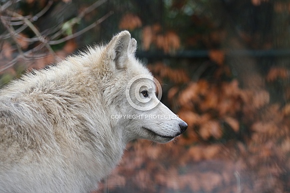 Hudsonbay wolf