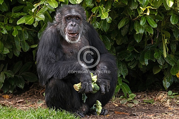 Chimpanzee Sitting Upright Full Body Chimpanzee Sitting Upright Full Body