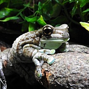 Amazonian Milk Frog