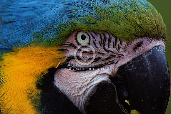 Close Up of Blue & Yellow Macaw