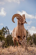 Big horn sheep (wild)