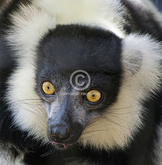 Lemurs