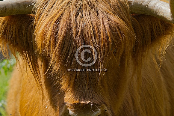 Highland Cow