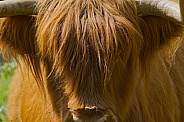 Highland Cow