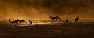 Springbok in gold dust