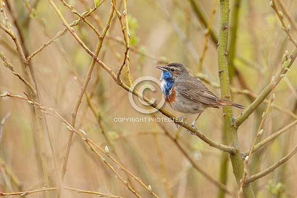 Bluethroat perched on a twig Bluethroat perched on a twig