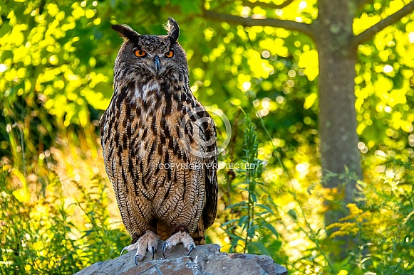 Eurasian Eagle Owl