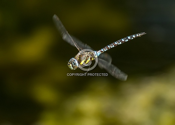 Migrant Hawker Migrant Hawker
