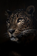 Sri Lankan Leopard
