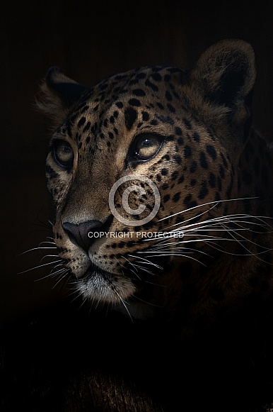 Sri Lankan Leopard