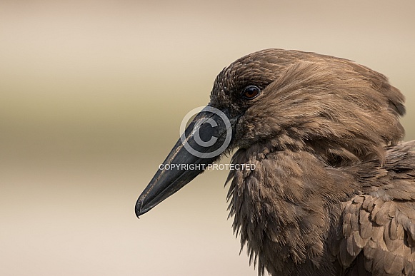 Hamerkop