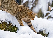 Wild Cat