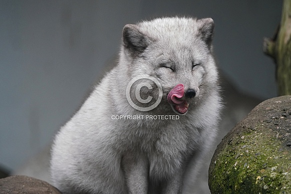 Arctic Fox