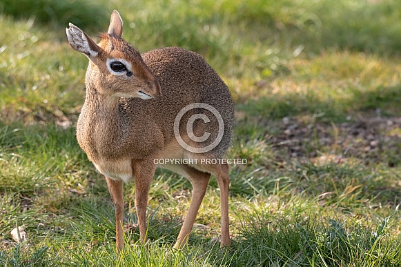 Kirks Dik Dik Full Body Kirks Dik Dik Full Body