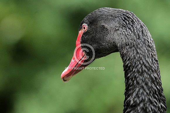 Black Swan Black Swan