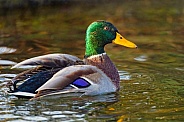 M>ale mallard duck swimming