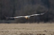 White tailed eagle or European Eagle