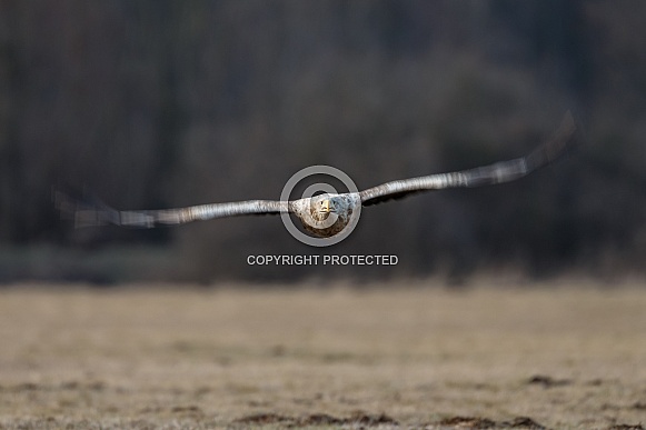 White tailed eagle or European Eagle