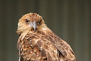 Whistling Kite