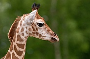 Rothschild's Giraffe Calf Side Profile Head Shot
