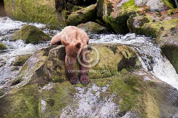 Young grizzly bear cub Young grizzly bear cub