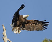 Bald Eagle