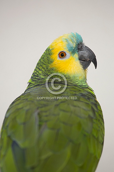 Blue-fronted Amazon Parrot Blue-fronted Amazon Parrot