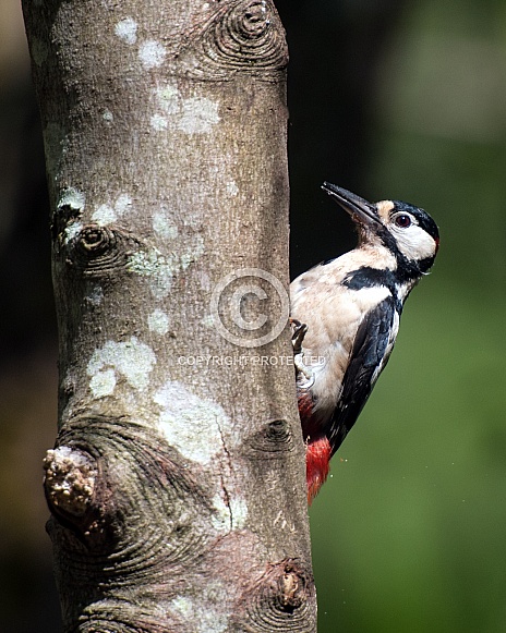 greater spotted woodpecker greater spotted woodpecker