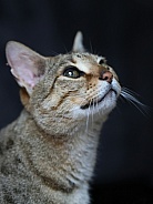 Savannah cat Noa
