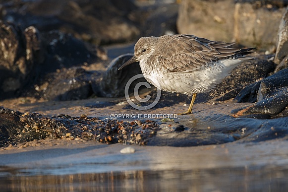 The red knot (Calidris canutus)