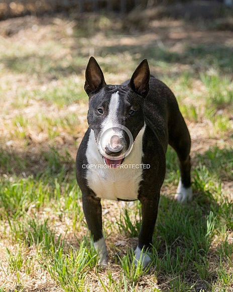 Brindle bull terrier looking up at the camera