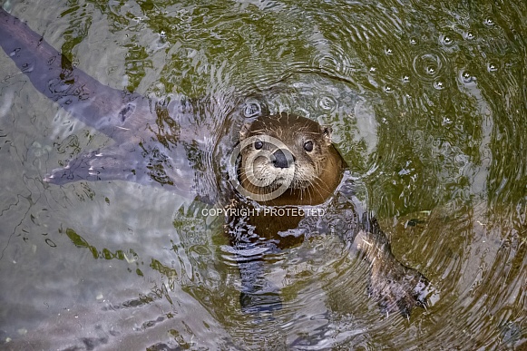 North American River Otter