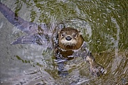 North American River Otter