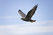 Falkland Variable Hawk in flight - Falklands
